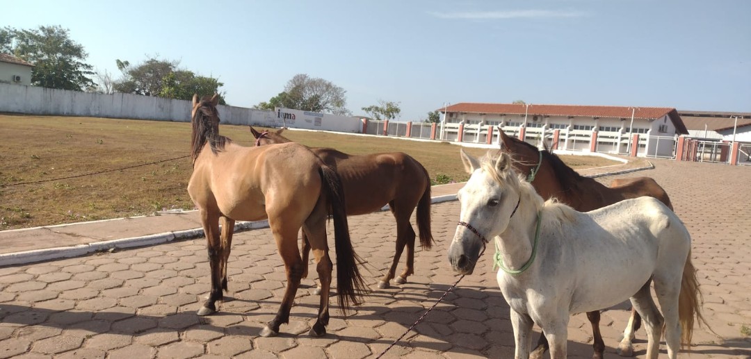 Prefeitura de Vargem Grande intensifica ações de recolhimento de animais soltos em vias públicas